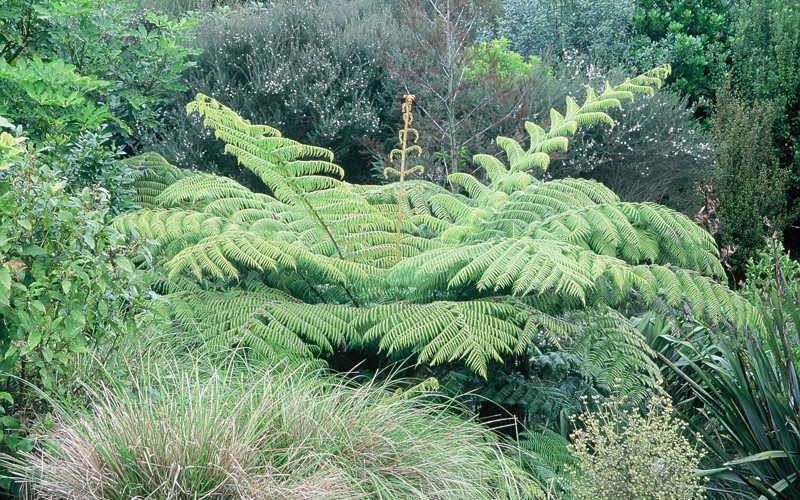 Cyathea dealbata