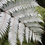 Cyathea dealbata