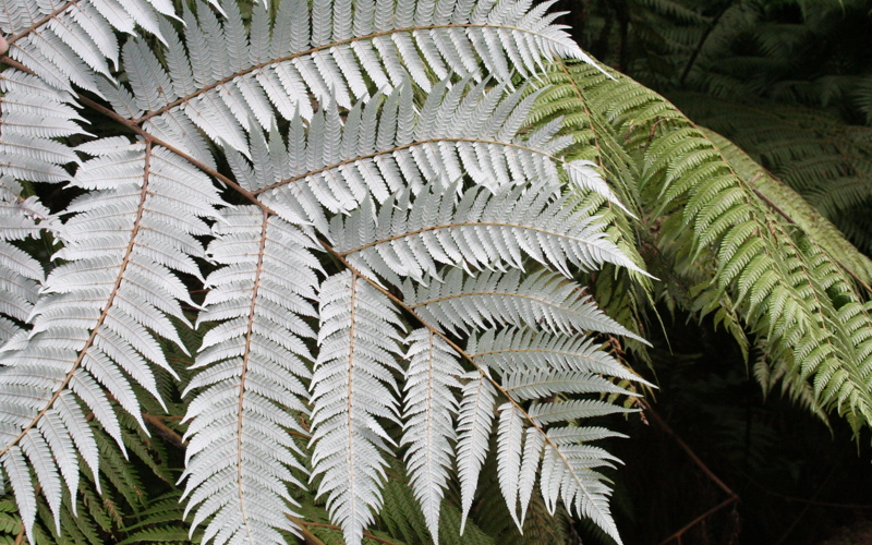 Cyathea dealbata