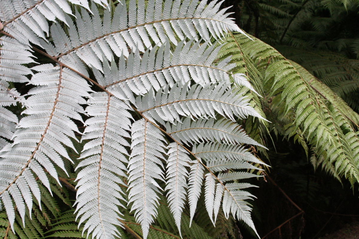 Cyathea dealbata 14 3 08 006.jpg