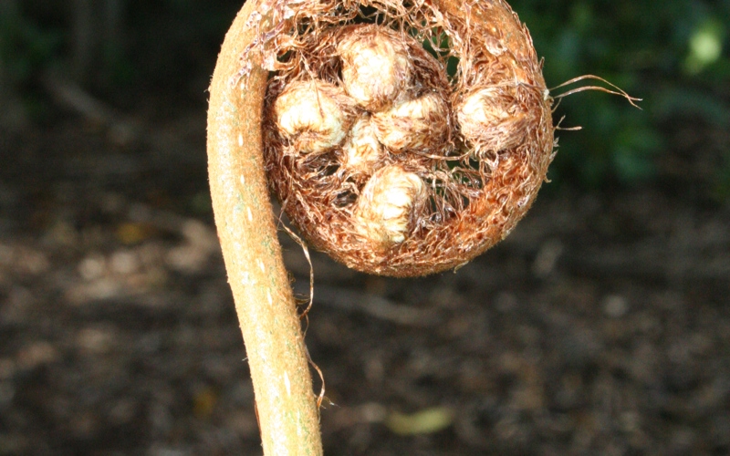 Cyathea dealbata