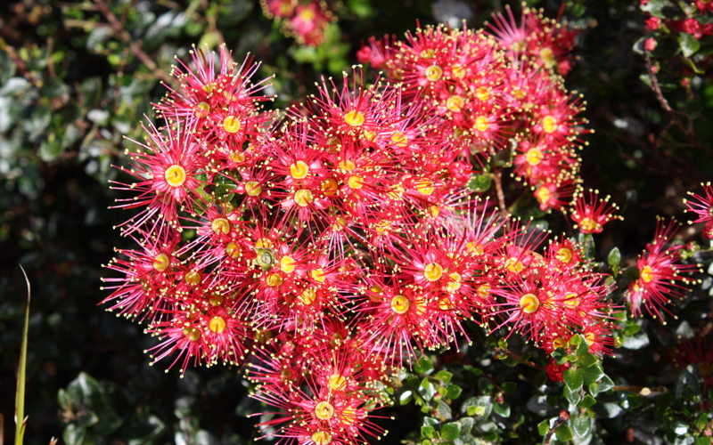 Metrosideros carminea
