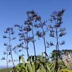 Phormium tenax