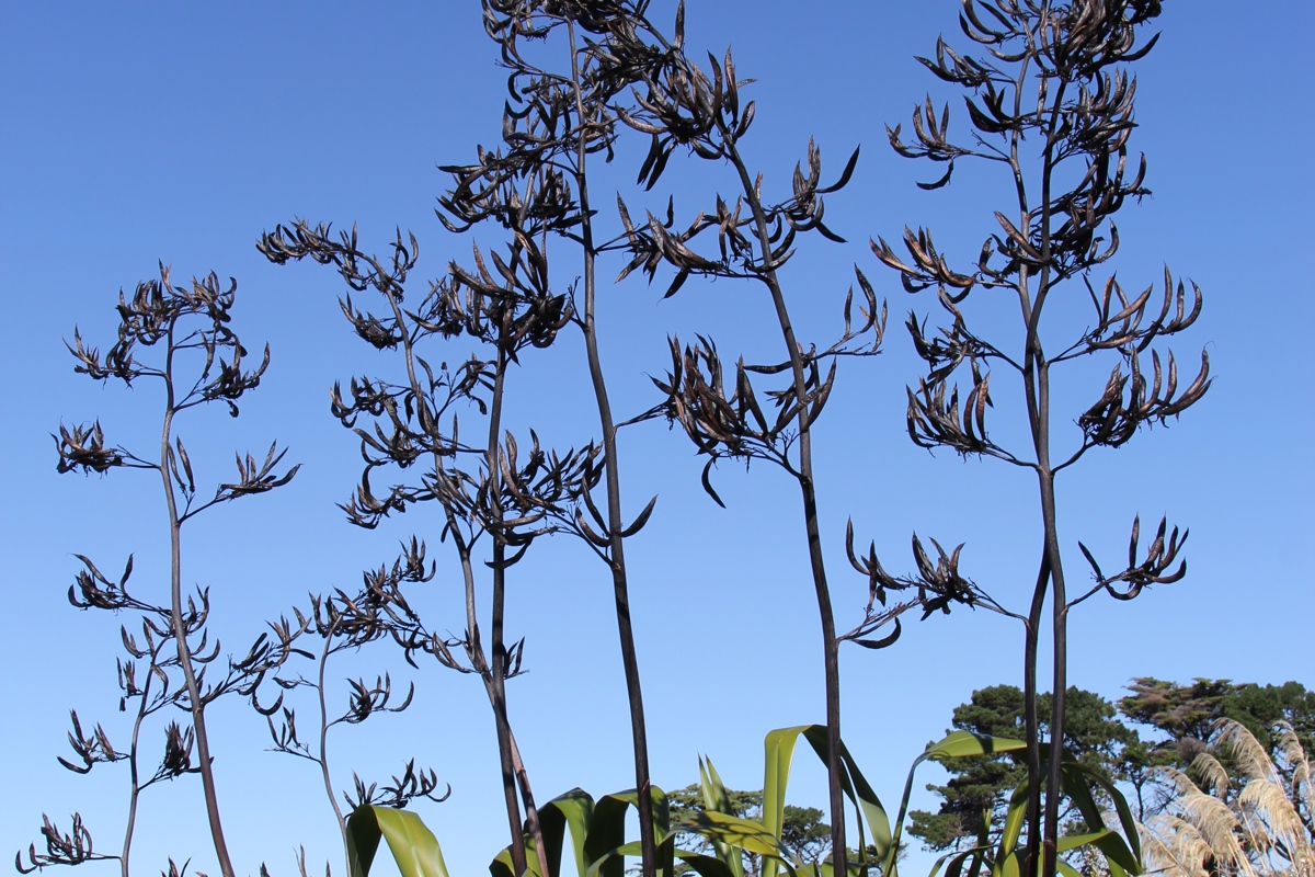 Phormium tenax 16 4 2016 (17) Fishermans Bay Garden.JPG