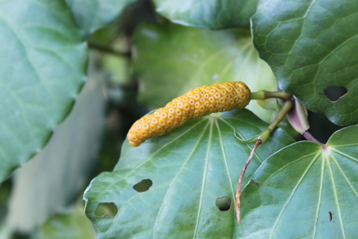 Macropiper excelsa fruit 8 2 2012 002.jpg