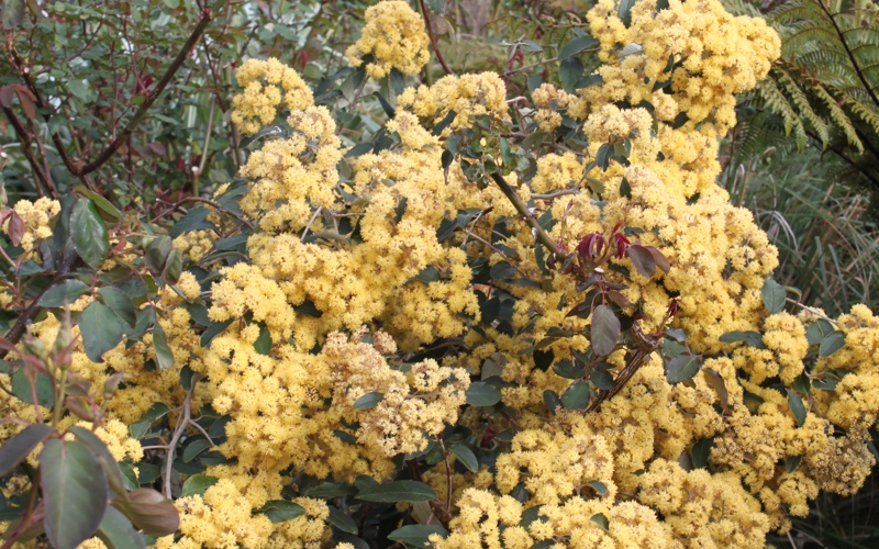 Pomaderris kumeraho