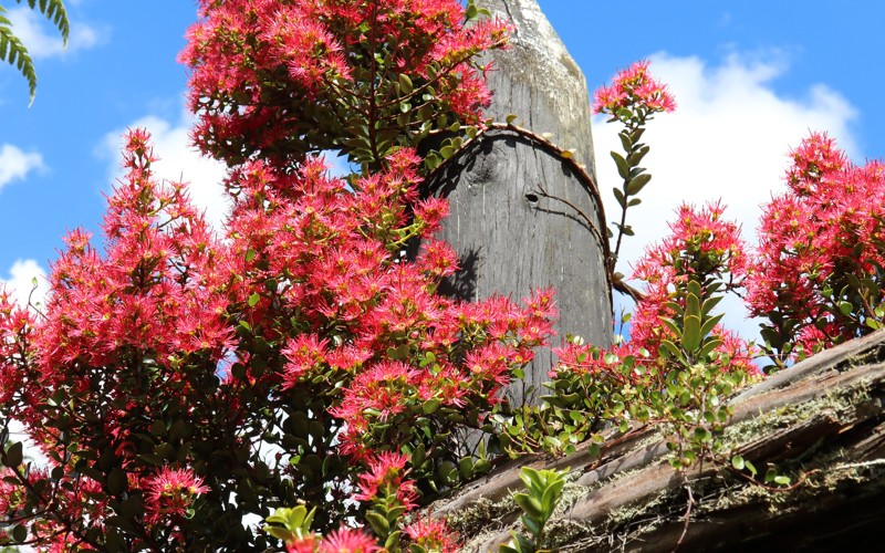 Metrosideros carminea