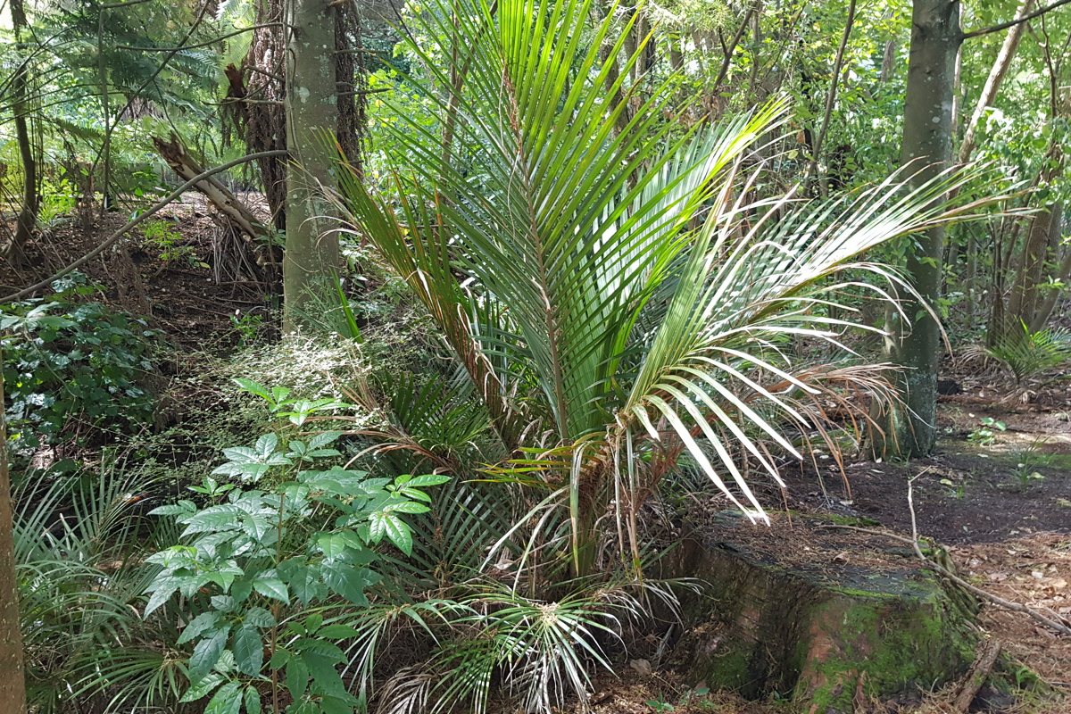 Rhopalostylis sapida.jpg