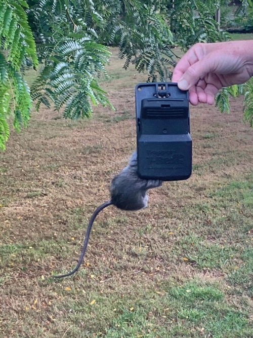 https://www.aucklandbotanicgardens.co.nz/media/4321/ararimu-rat.jpg?width=500