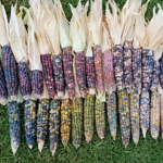 Popcorn (Zea mays) trial, summer 2024-5 image