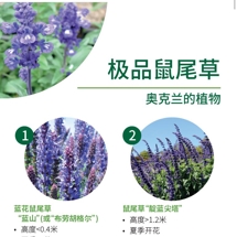 极品鼠尾草 Salvias image