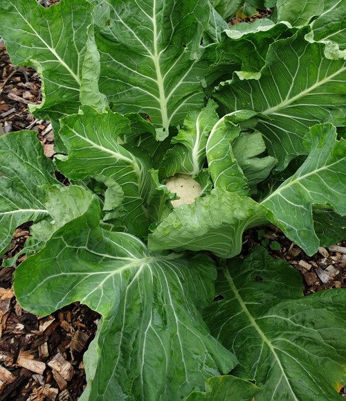 Figure 6 Brassica Oleracea 'Twister'