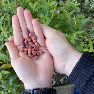 Seed sowing made simple: drop and learn session image