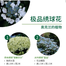 极品绣球花 Hydrangeas image