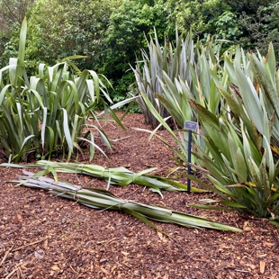 Pā Harakeke cleaning day image