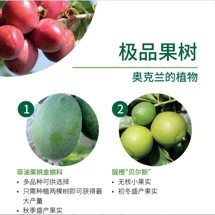 极品果树 Fruit trees image