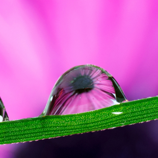 Macro photography with Manukau Photography Society image