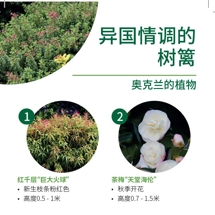 异国情调的 树篱 Exotic hedges image