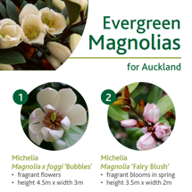 Evergreen magnolias image