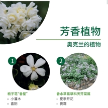 芳香植物 Scented plants image