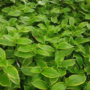 Drop and Learn - Fabulous Foliage image