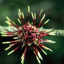 Native Plant ID Trail image