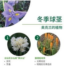 冬季球茎 Winter bulbs image