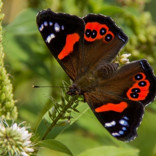 Beautiful butterflies image
