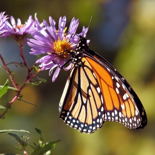 Pollination Station: kids drop in image