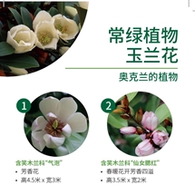 常绿植物 玉兰花 Evergreen magnolias image
