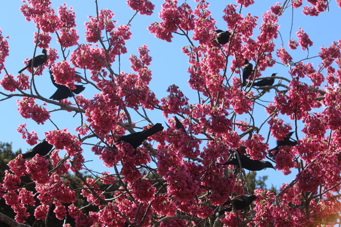 Tui In Tainwanese Cherry