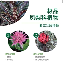 极品 凤梨科植物 Bromeliads image