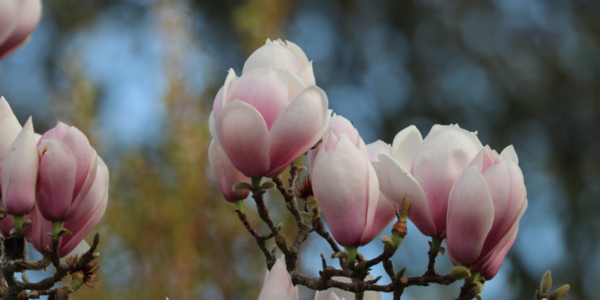 Magnolia 'Sayonara'