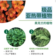 亚热带植物 Best subtropicals image