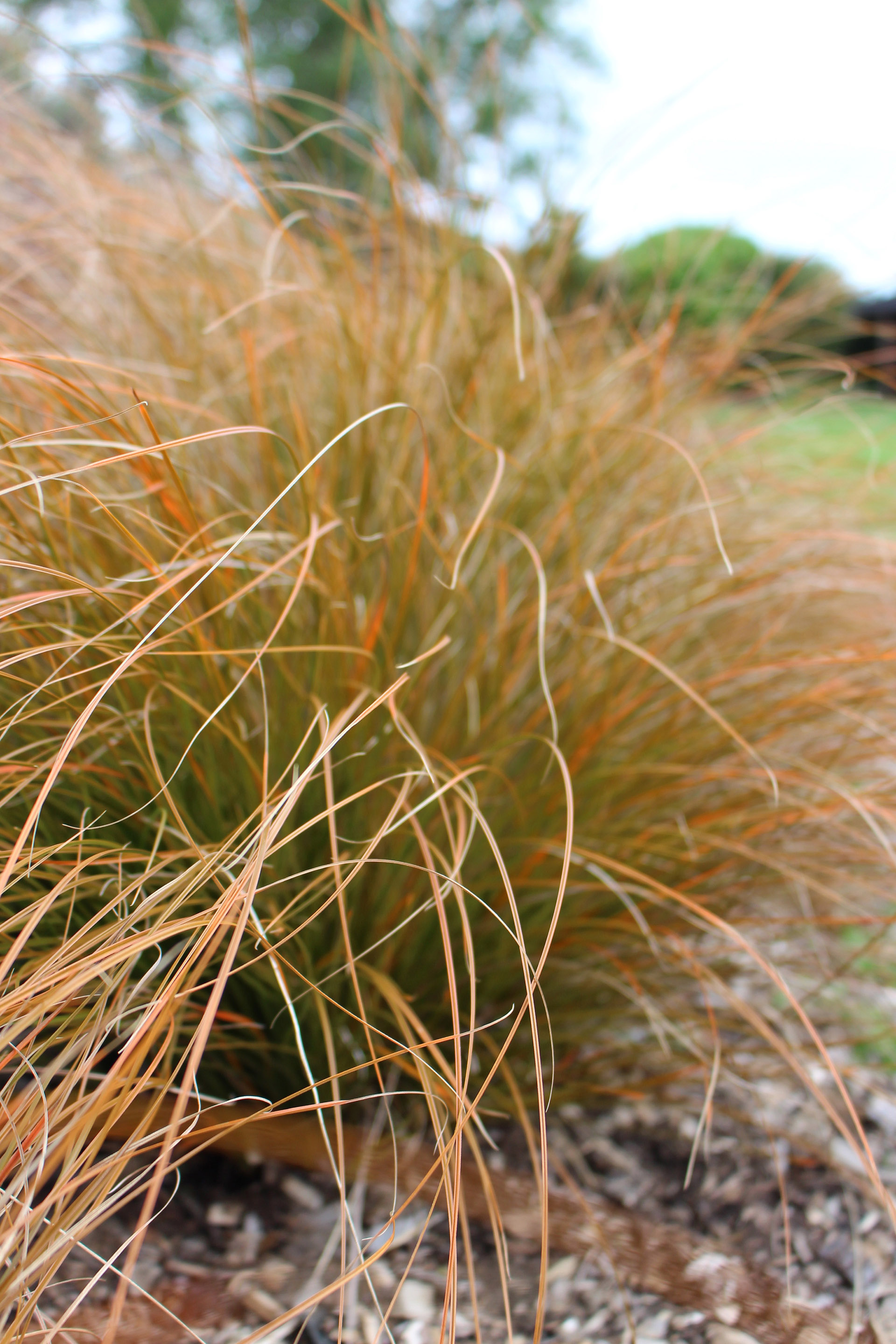 Carex testacea