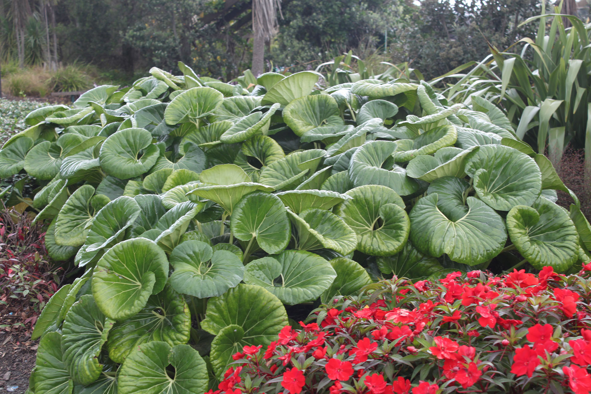 Farfugium japonicum var. giganteum