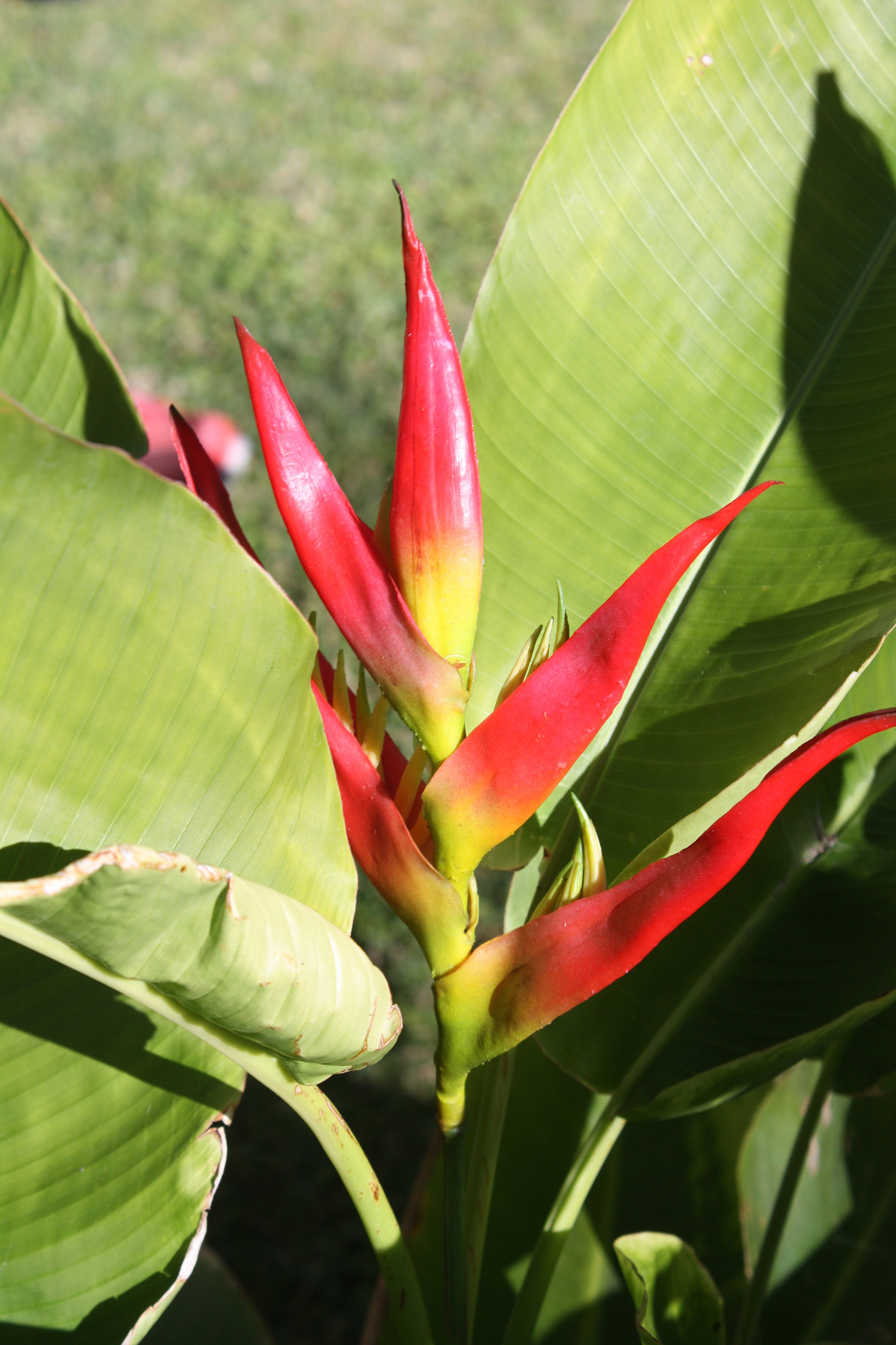 Heliconia subulata