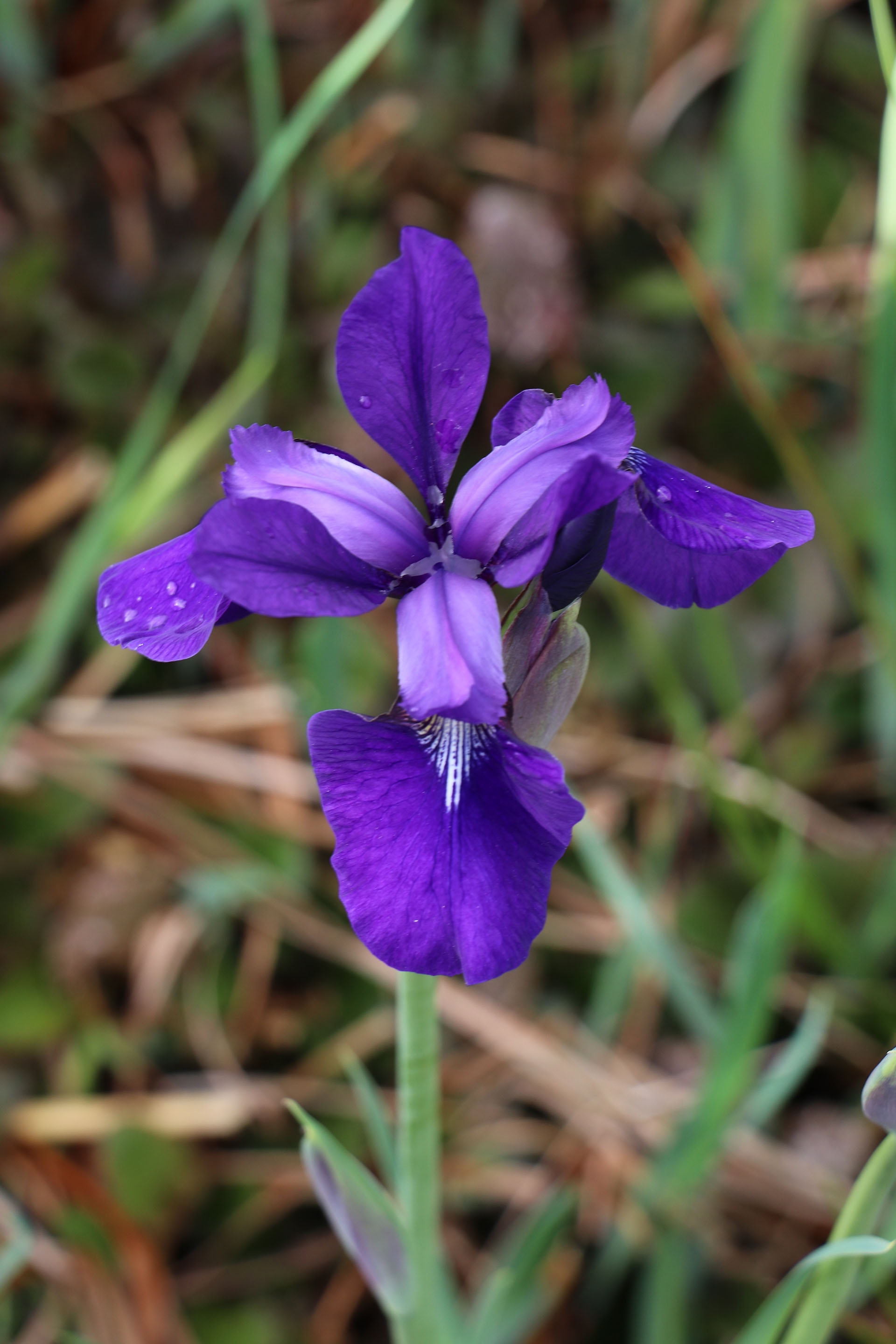 Iris sibirica