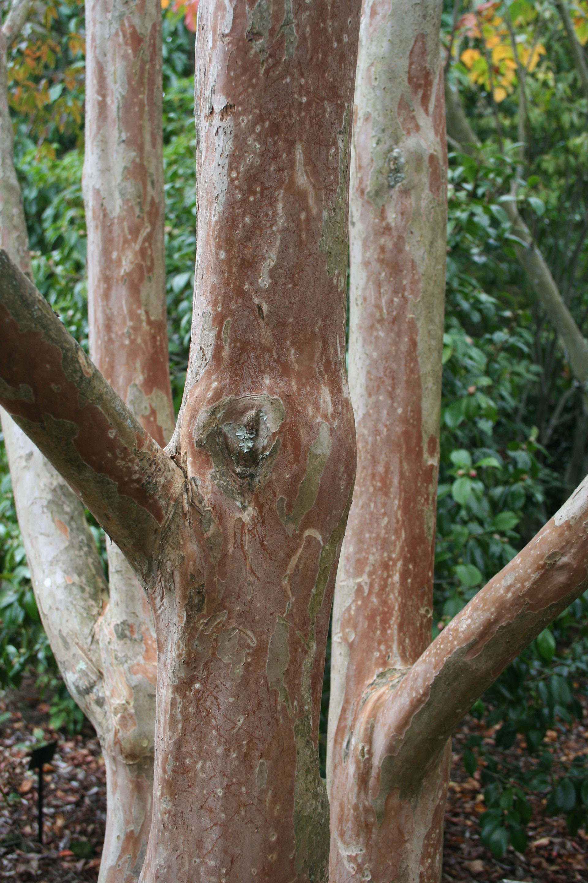 Lagerstroemia subcostata