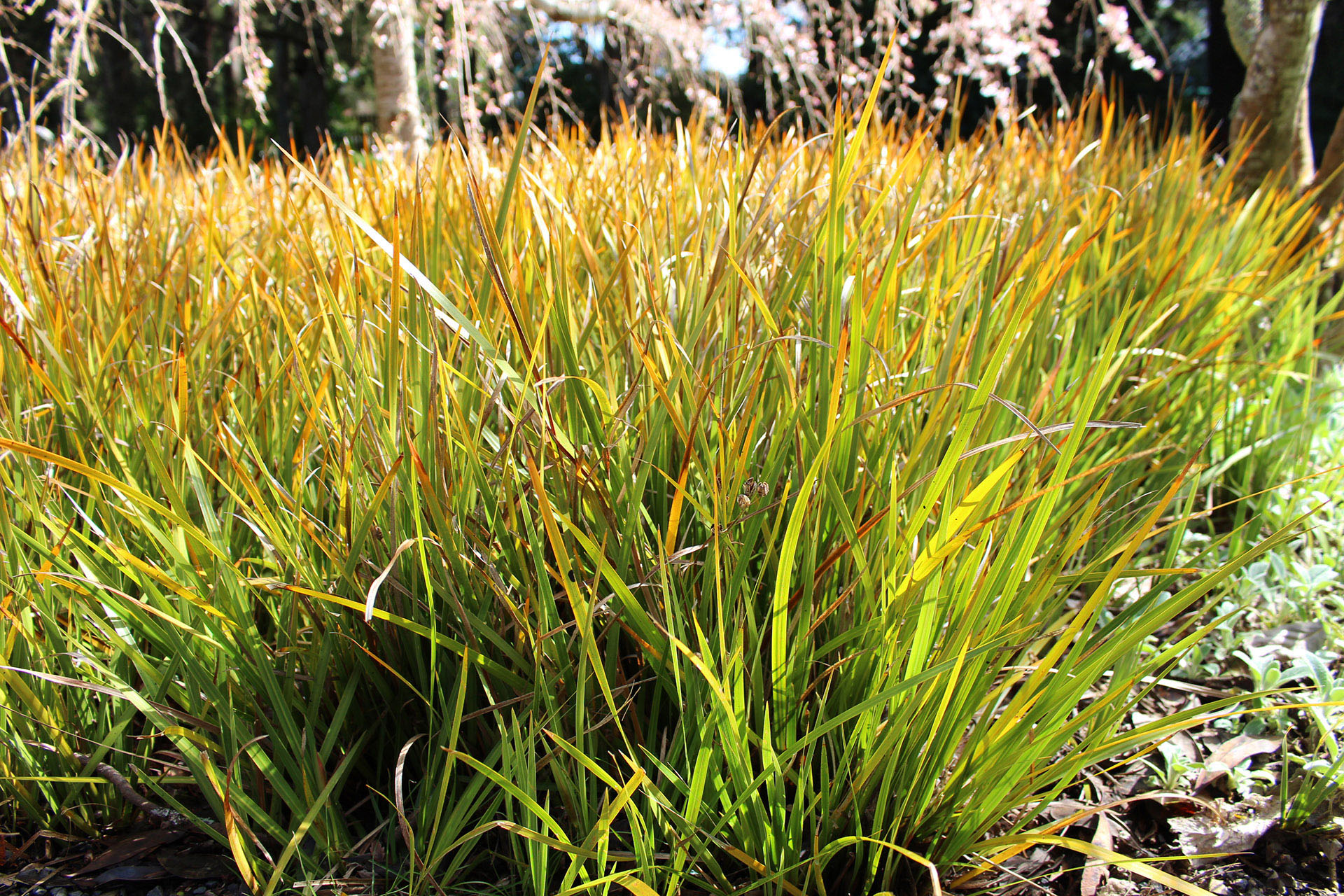 Libertia grandiflora