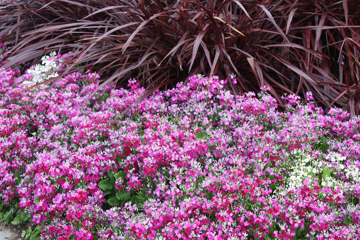 Primula malacoides