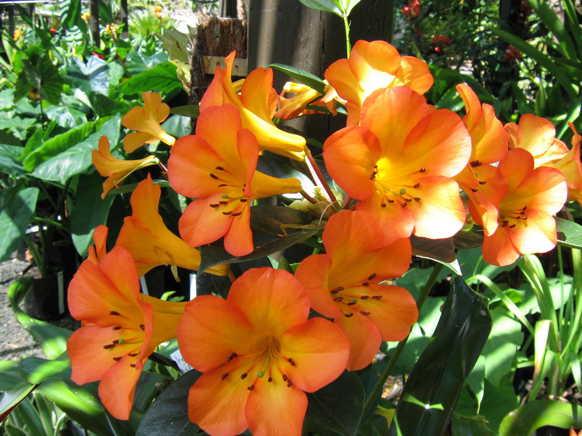 Rhododendron 'Tropic Glow'
