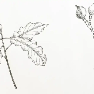 Adult Botanical Art in Stick and Ink, Pen and Ink Stipple image