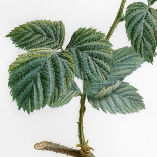 Leaf art for kids image