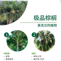 极品棕榈 Palms image