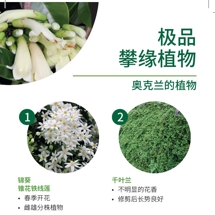 极品 攀缘植物 Climbers image