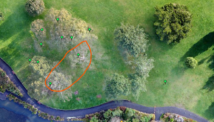 Gum Trees To Be Removed