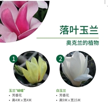 落叶玉兰 Deciduous magnolias image