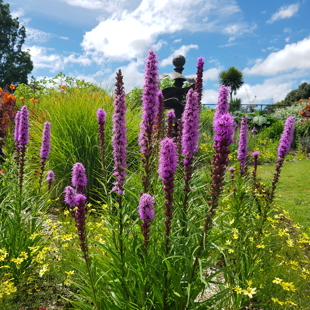 Free Guided Walk - January 8 image