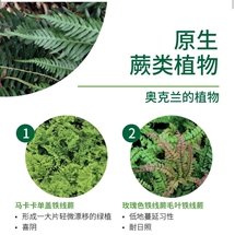 原生 蕨类植物 Native ferns image